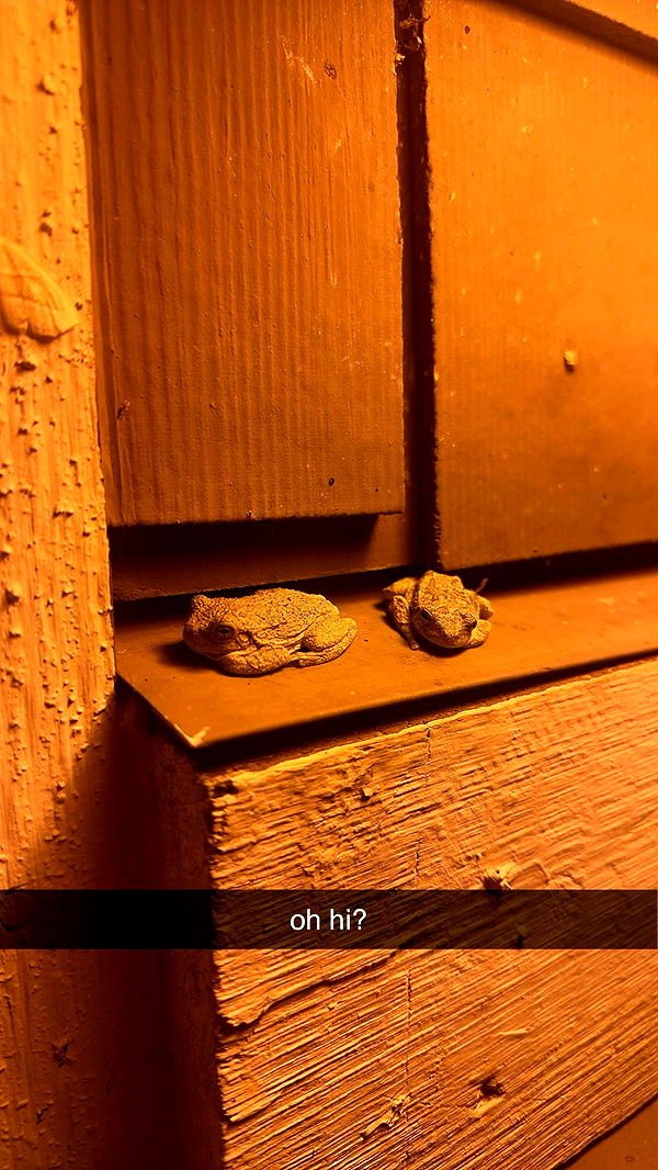 c.aitknight image ~ Altpins