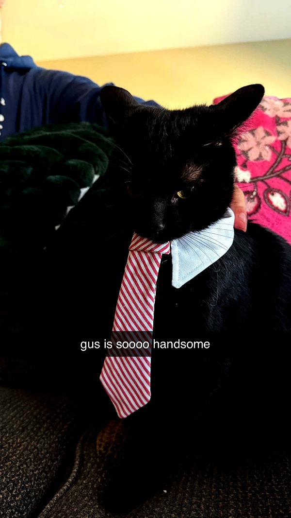 c.aitknight image ~ Altpins