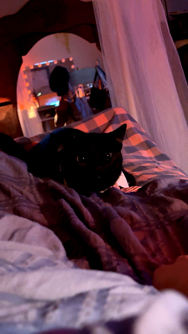 c.aitknight image ~ Altpins