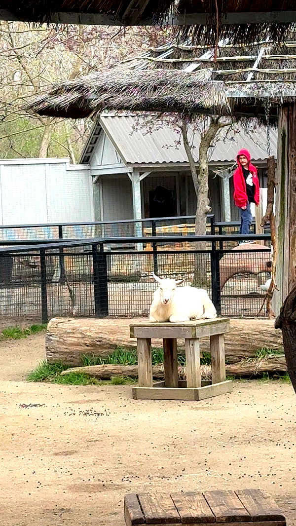 c.aitknight image ~ Altpins