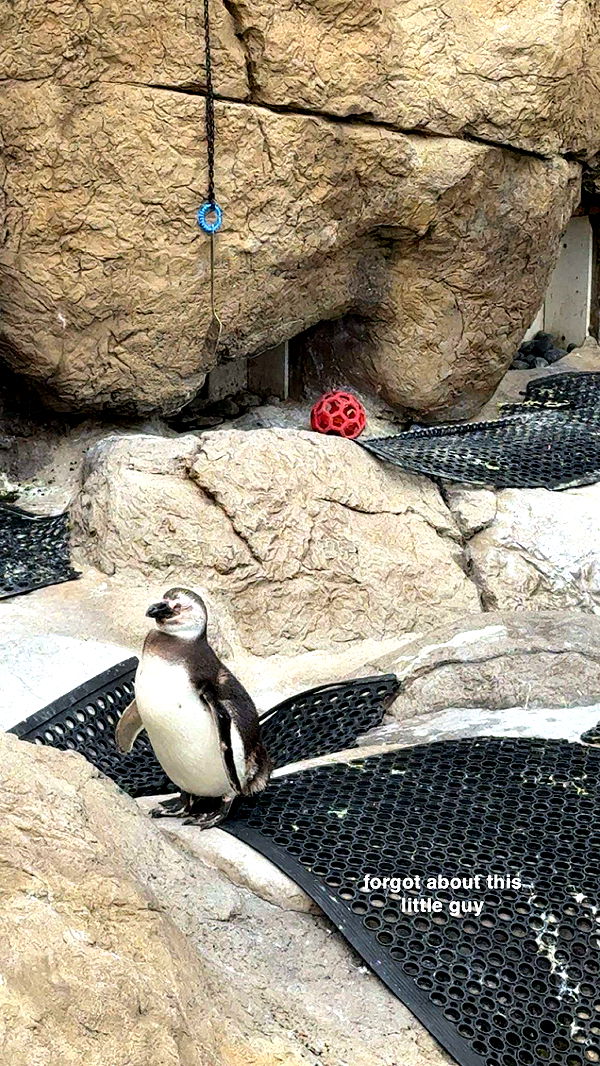 c.aitknight image ~ Altpins