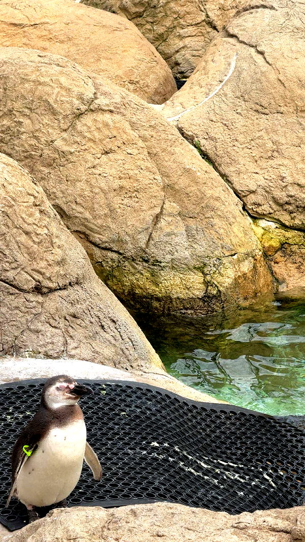 c.aitknight image ~ Altpins