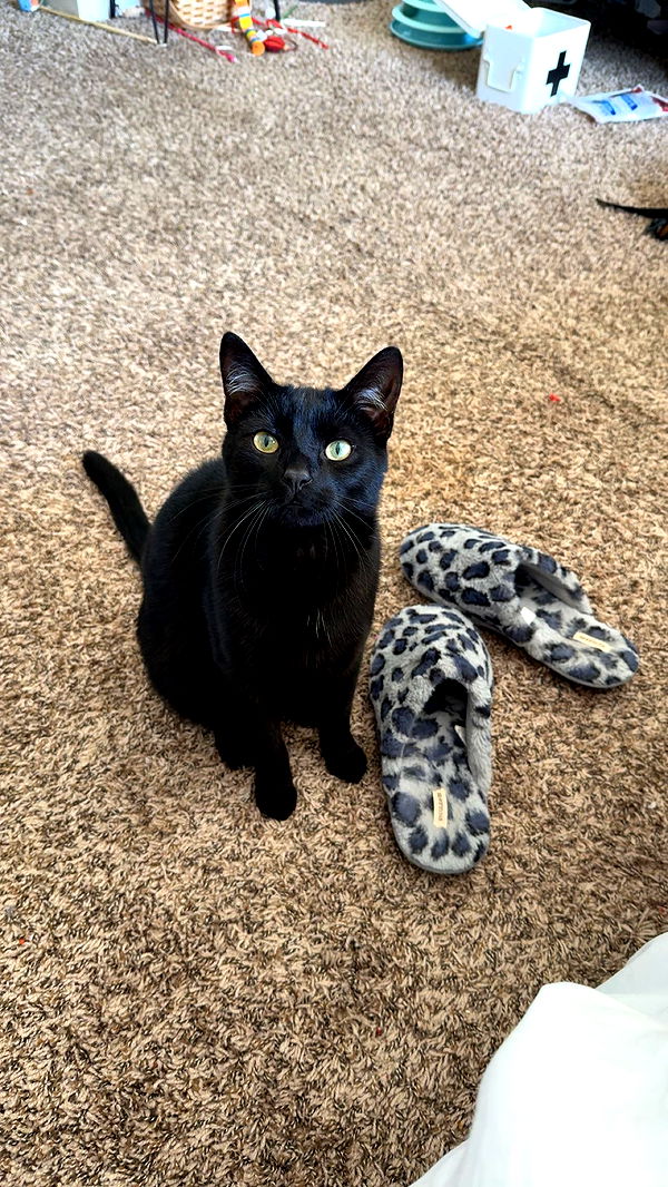 c.aitknight image ~ Altpins