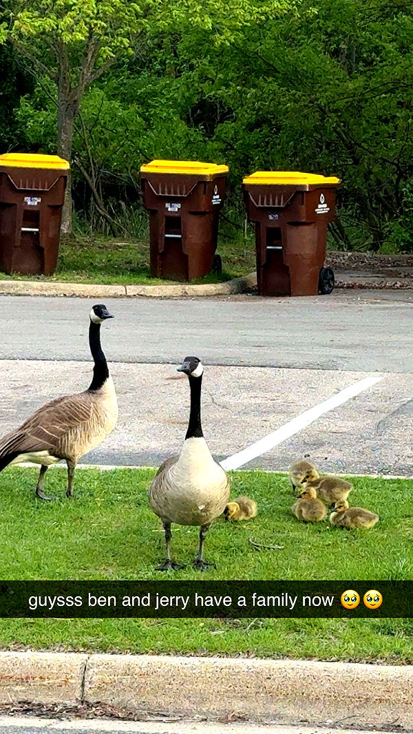 c.aitknight image ~ Altpins