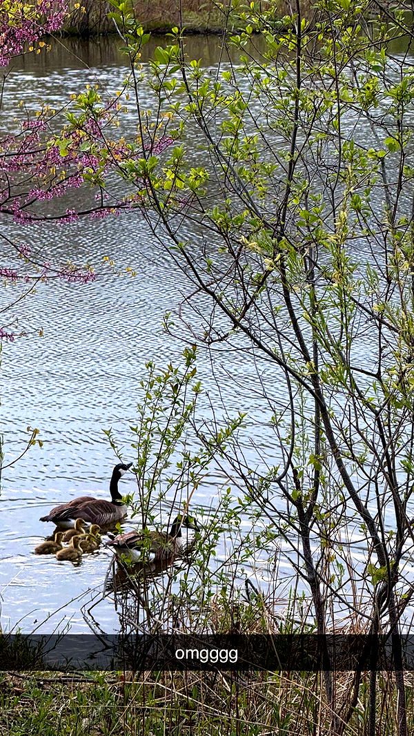 c.aitknight image ~ Altpins