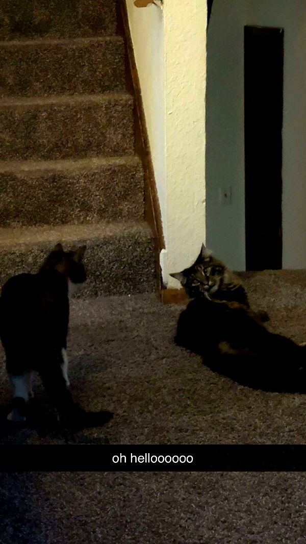 c.aitknight image ~ Altpins