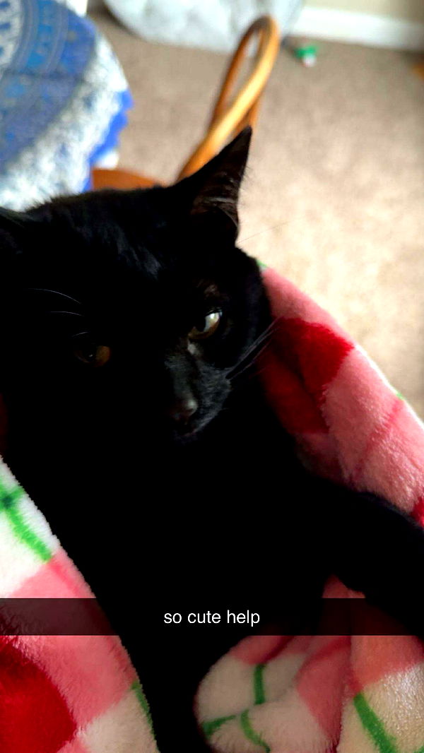 c.aitknight image ~ Altpins