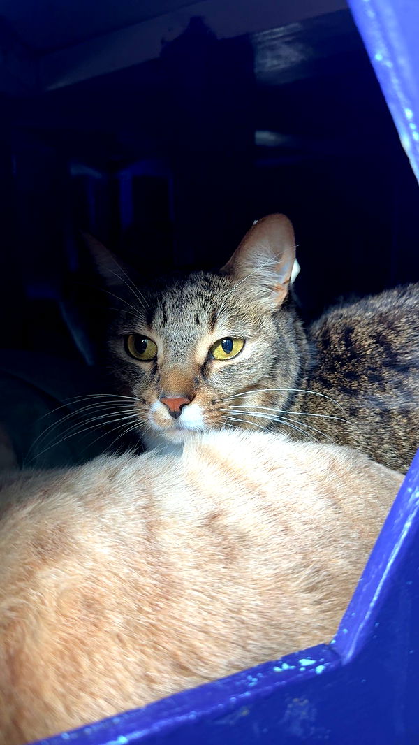 c.aitknight image ~ Altpins