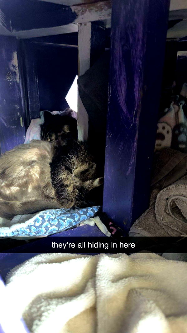 c.aitknight image ~ Altpins