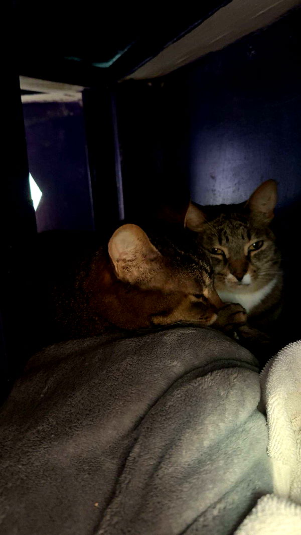 c.aitknight image ~ Altpins