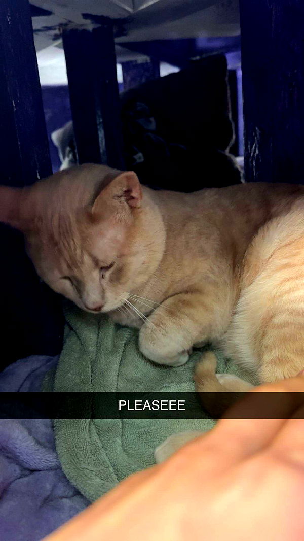 c.aitknight image ~ Altpins