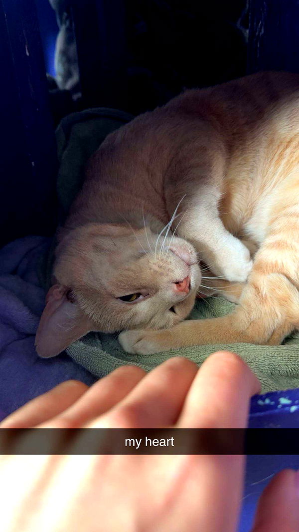 c.aitknight image ~ Altpins