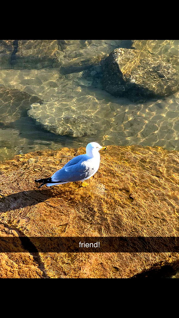 c.aitknight image ~ Altpins