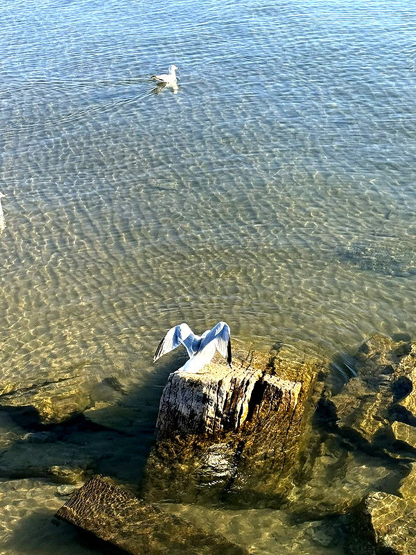 c.aitknight image ~ Altpins