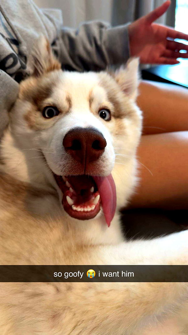 c.aitknight image ~ Altpins