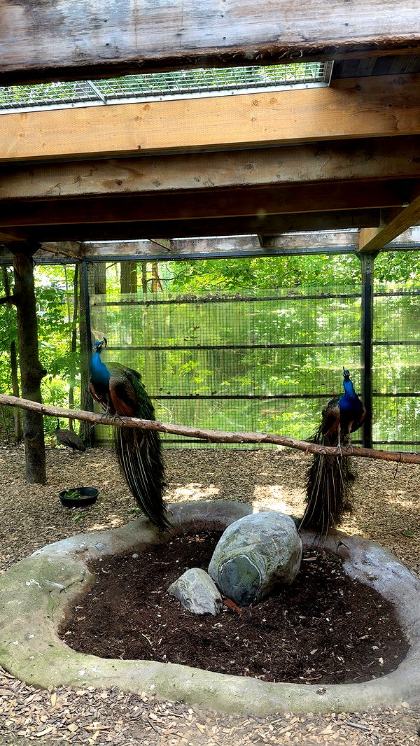 c.aitknight image ~ Altpins