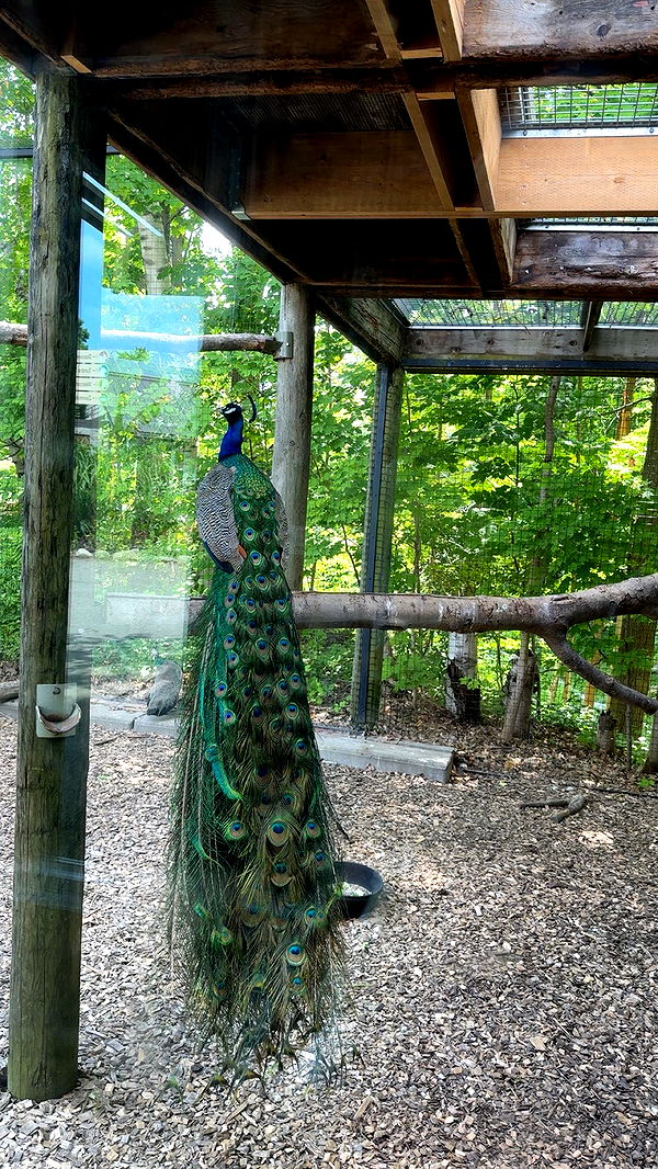 c.aitknight image ~ Altpins