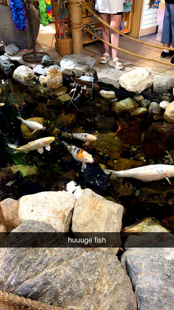 c.aitknight image ~ Altpins