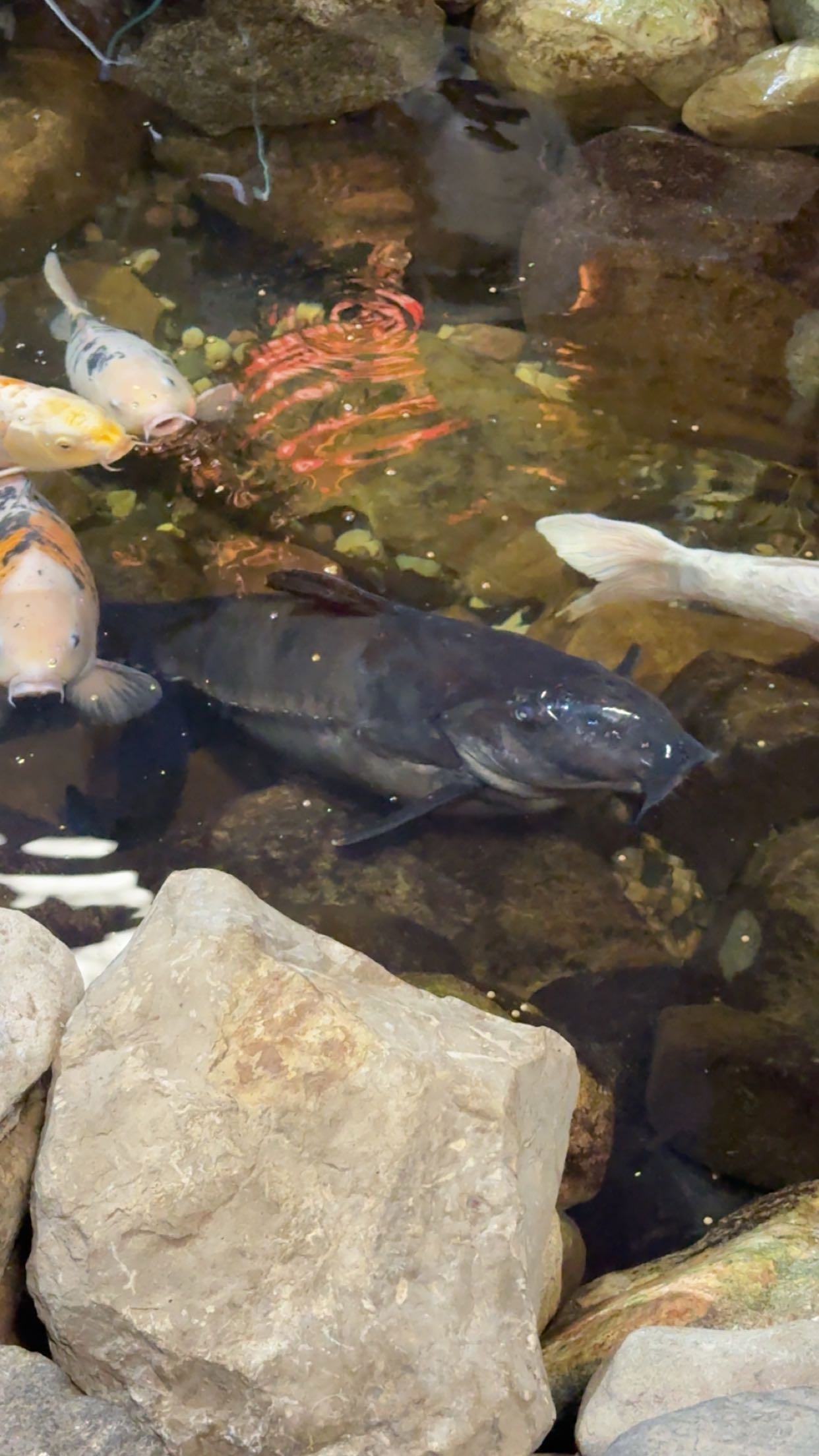 c.aitknight snapchat image archive image