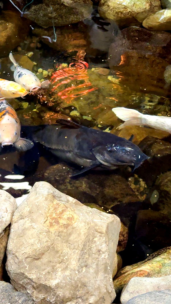 c.aitknight image ~ Altpins