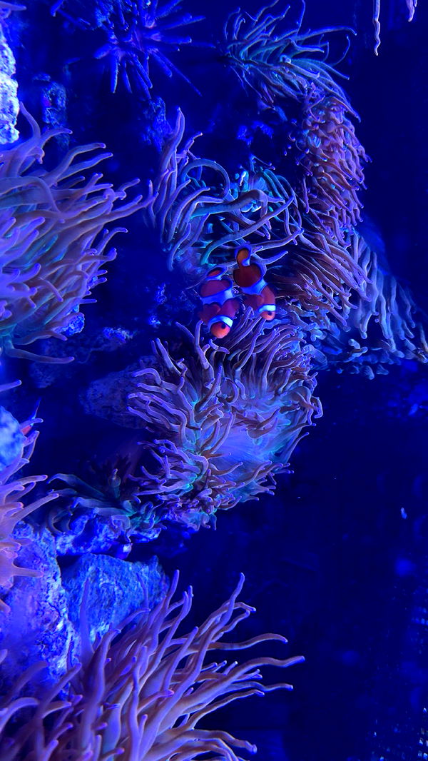 c.aitknight image ~ Altpins