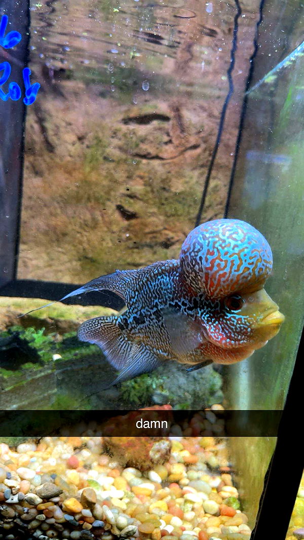 c.aitknight image ~ Altpins