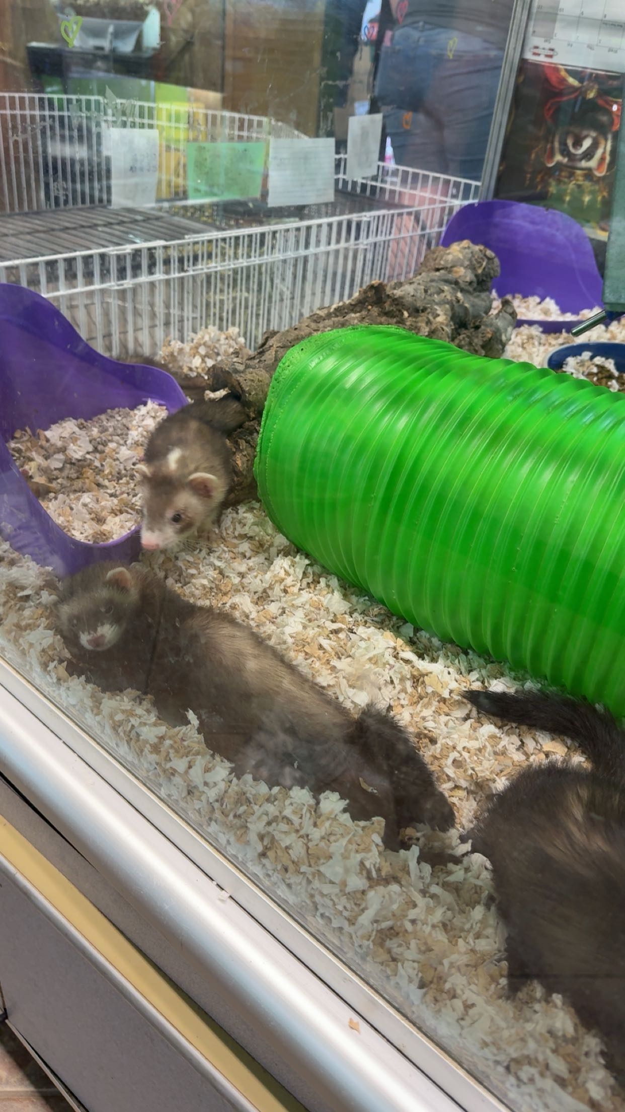 c.aitknight snapchat image archive image