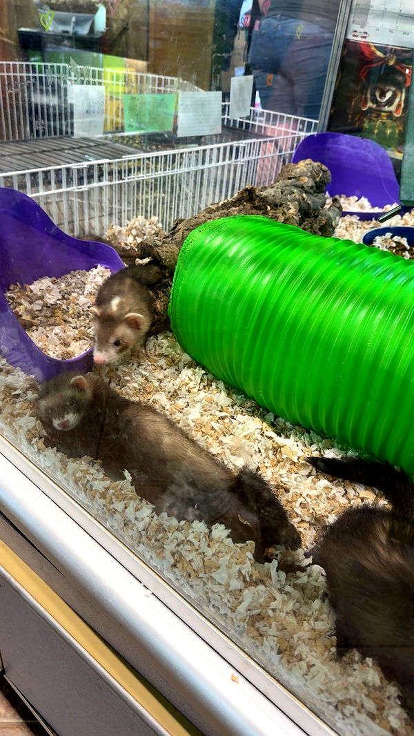 c.aitknight image ~ Altpins