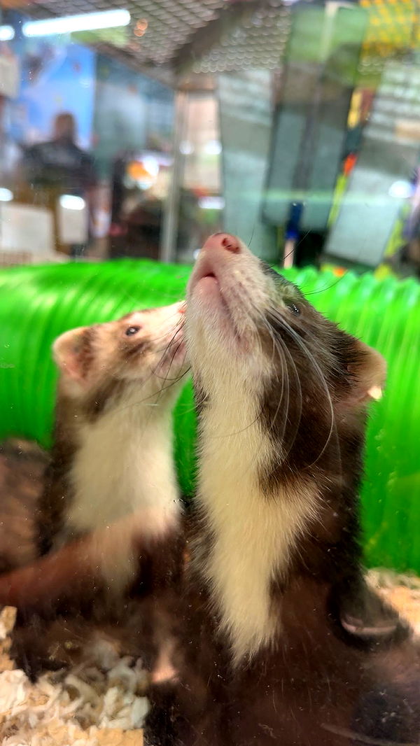 c.aitknight image ~ Altpins