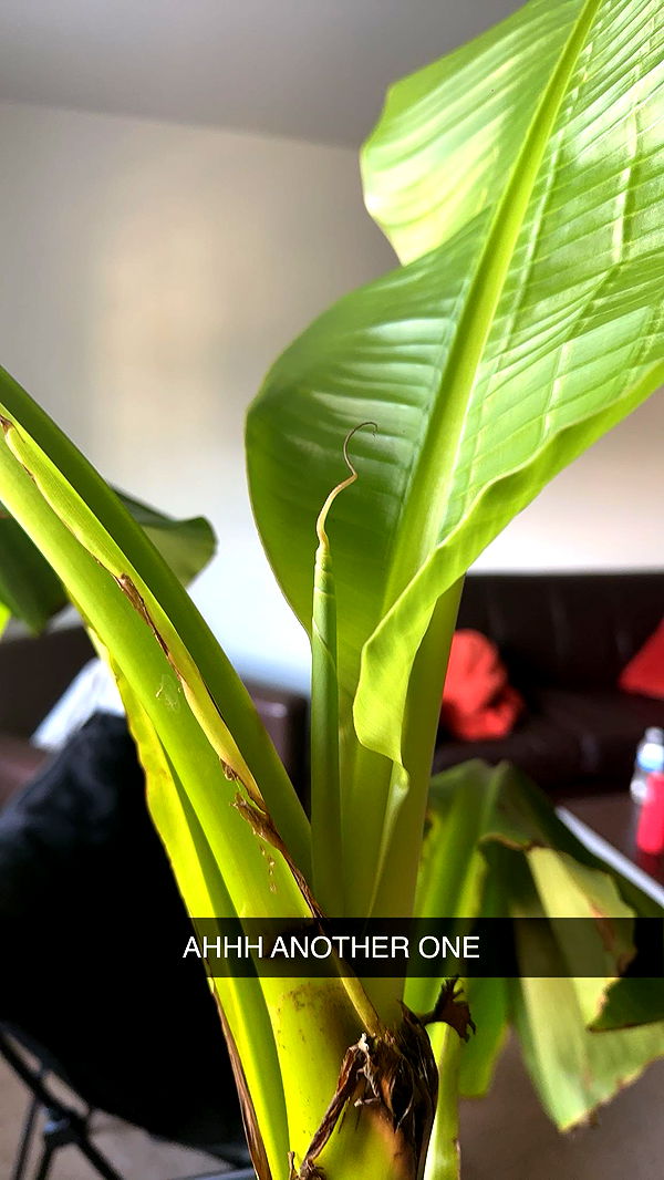 c.aitknight image ~ Altpins