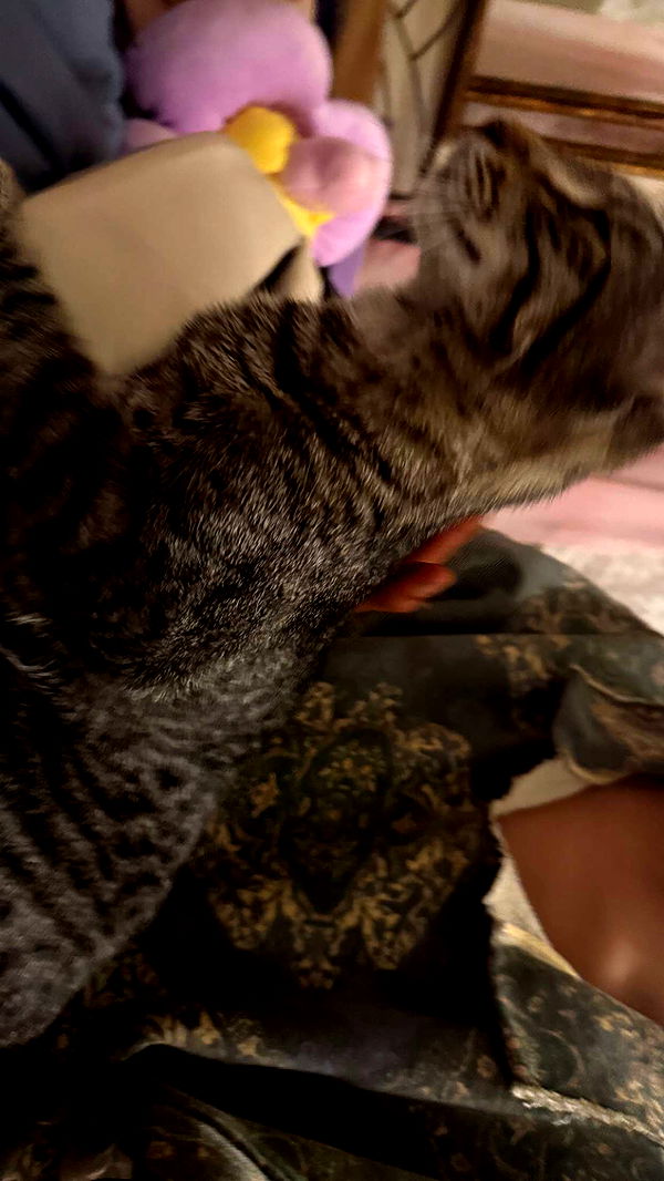 c.aitknight image ~ Altpins