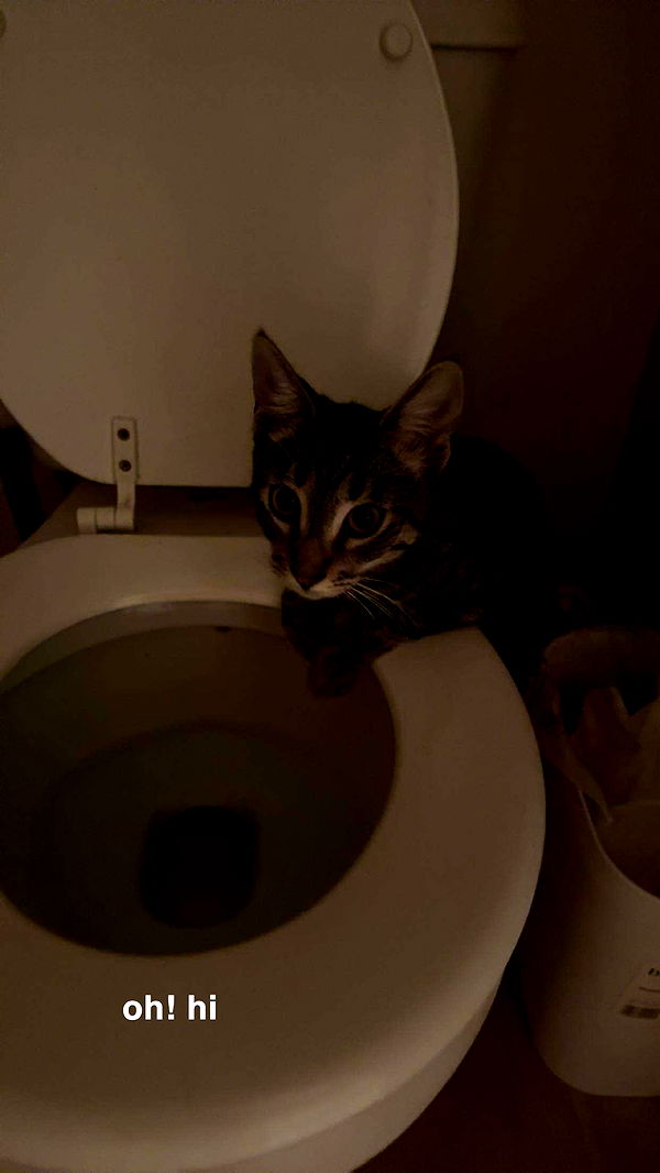 c.aitknight image ~ Altpins