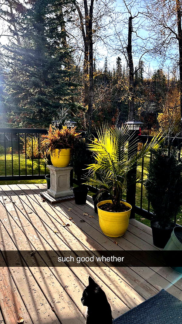 c.aitknight image ~ Altpins