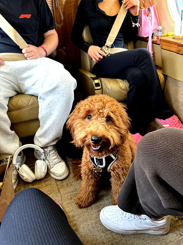 camilla_classy image ~ Altpins