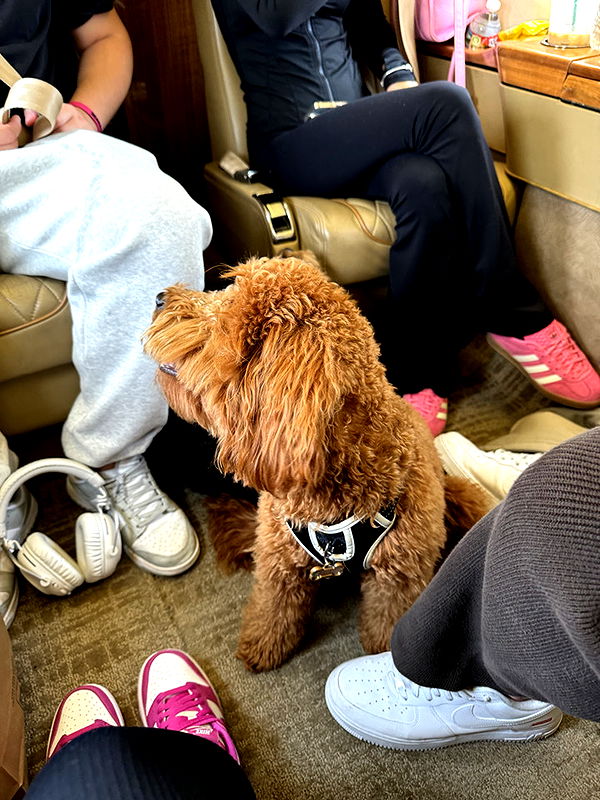 camilla_classy image ~ Altpins