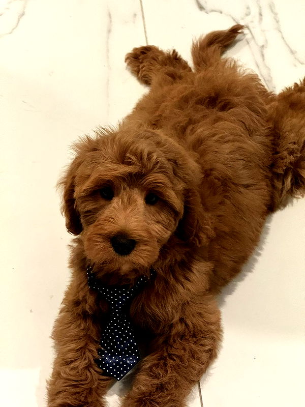 camilla_classy image ~ Altpins