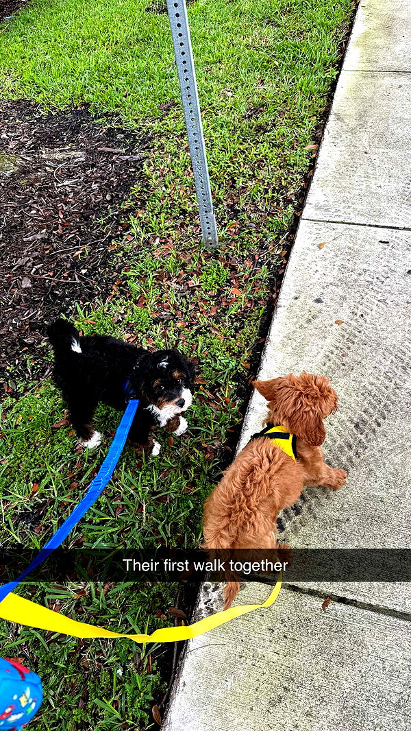 camilla_classy image ~ Altpins