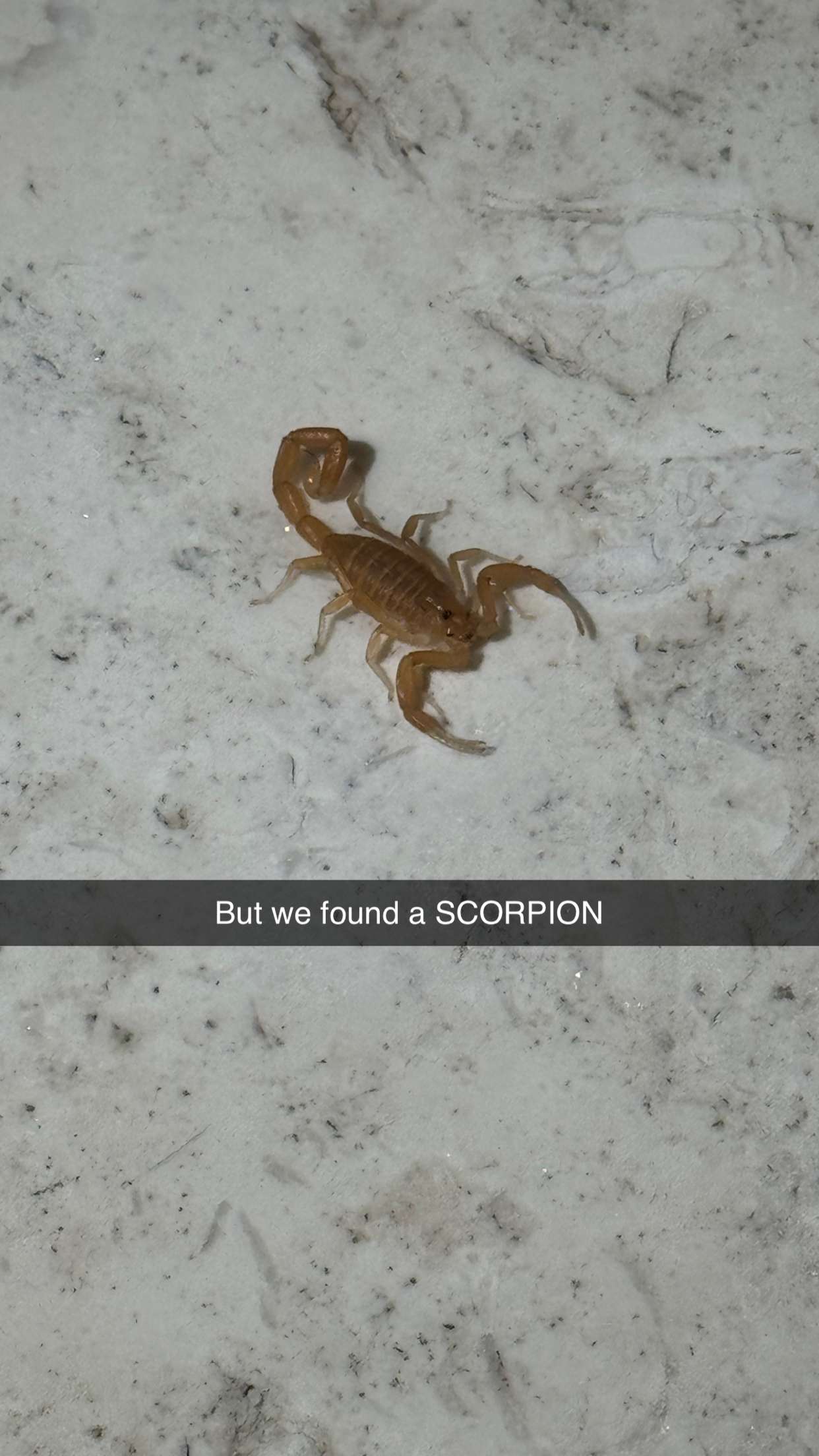 camilla_classy snapchat image archive image