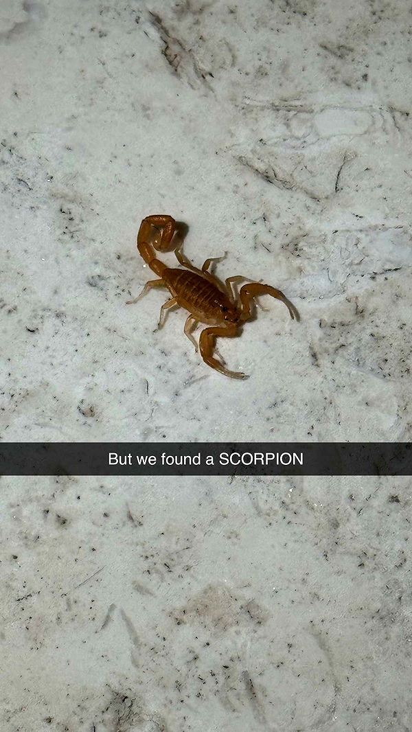 camilla_classy image ~ Altpins