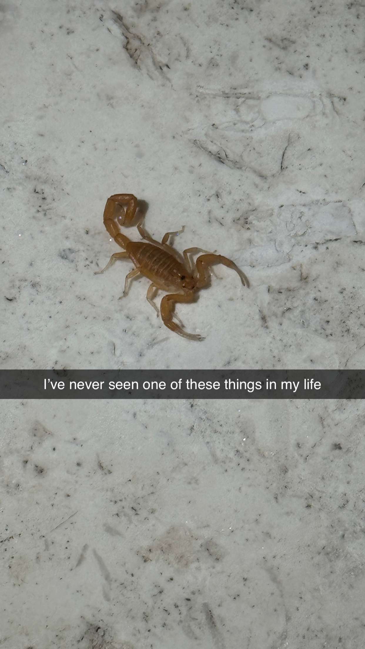 camilla_classy snapchat image archive image