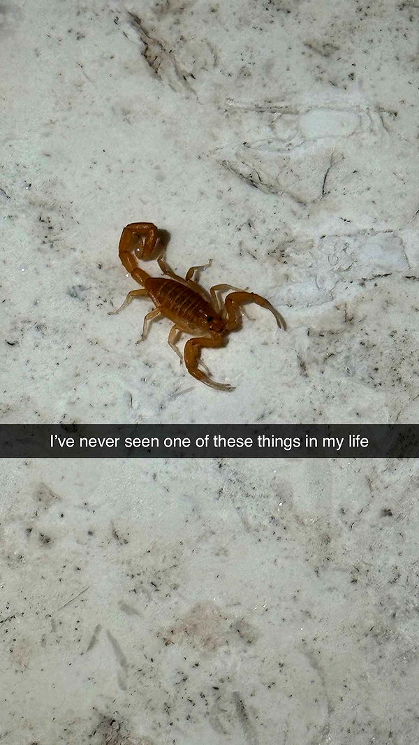 camilla_classy image ~ Altpins