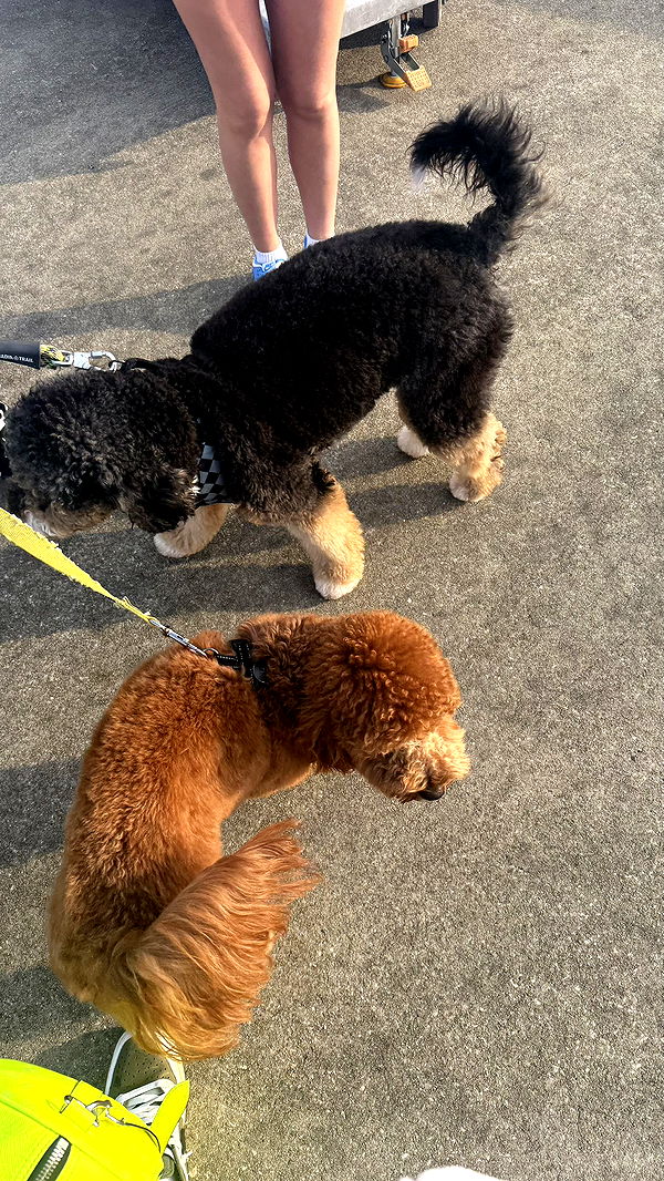 camilla_classy image ~ Altpins