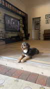 camilla_classy Altpins Profile Picture