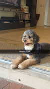 camilla_classy Altpins Profile Picture
