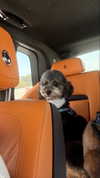 camilla_classy Altpins Profile Picture