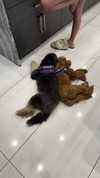 camilla_classy Altpins Profile Picture