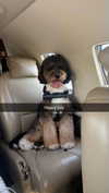 camilla_classy Altpins Profile Picture