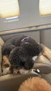 camilla_classy Altpins Profile Picture