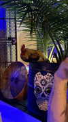 camilla_classy Altpins Profile Picture