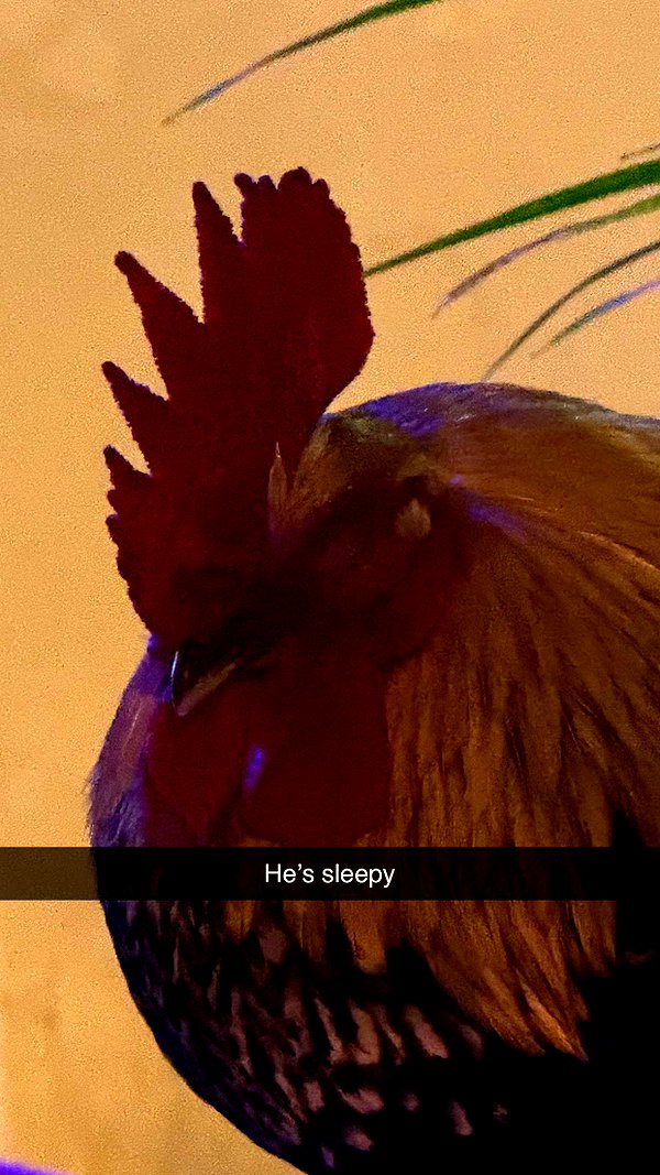 camilla_classy snapchat image archive image